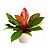 Muda de Philodendron Red Sun - Imagem 1