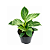 Muda de Philodendron Birkin - Imagem 1
