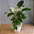 Muda de Philodendron Birkin - Imagem 3