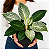 Muda de Philodendron Birkin - Imagem 2