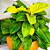 Muda de Philodendron Lua crara - Imagem 3