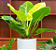 Muda de Philodendron Lua crara - Imagem 2