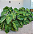 Muda de Philodendron danteanum - Imagem 2