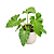 Muda de Philodendron danteanum - Imagem 1