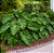 Muda de Philodendron danteanum - Imagem 3