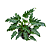 Muda de Philodendron Xanthal- pleno sol - Imagem 1