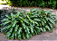 Muda de Philodendron Xanthal- pleno sol - Imagem 2