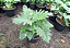 Muda de Philodendron Xangrila - Imagem 3