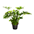Muda de Philodendron Xangrila - Imagem 1