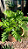 Muda de Philodendron Xangrila - Imagem 2