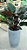 Muda de Philodendron Congo Roxo - Imagem 3