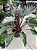 Muda de Philodendron Congo Roxo - Imagem 4