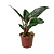 Muda de Philodendron Congo Roxo - Imagem 1