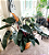 Muda de Philodendron Congo Roxo - Imagem 2