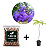 Muda Caroba + 100g adubo completo 7-28-14 - Imagem 1