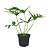 Muda de Philodendron Guaimbê - Imagem 1