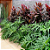 Muda de Philodendron Guaimbê - Imagem 3