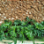 Muda de Philodendron Guaimbê - Imagem 4