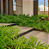 Muda de Philodendron Guaimbê - Imagem 2