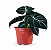 Muda de Alocasia Black - Imagem 1