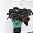 Muda de Alocasia Black - Imagem 3