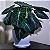 Muda de Alocasia Black - Imagem 2