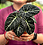 Muda de Alocasia Black - Imagem 4