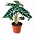 Muda de Alocasia Amazônica - Imagem 1