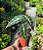 Muda de Alocasia Amazônica - Imagem 2
