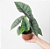 Muda de Alocasia Platinum - Imagem 4