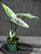 Muda de Alocasia Platinum - Imagem 3