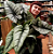Muda de Alocasia Platinum - Imagem 2