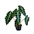 Muda de Alocasia Polly - Imagem 1