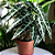 Muda de Alocasia Picollini - Imagem 2