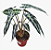 Muda de Alocasia Picollini - Imagem 3