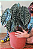 Muda de Alocasia Cuprea Coração de Aço - Imagem 4