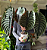 Muda de Alocasia Cuprea Coração de Aço - Imagem 3
