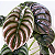Muda de Alocasia Cuprea Coração de Aço - Imagem 2