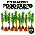 Kit 10 Mudas de Podocarpo 40 a 70 cm Podocarpus Macrophyllus - Imagem 1
