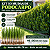 Kit 10 Mudas de Podocarpo 40 a 70 cm Podocarpus Macrophyllus - Imagem 3