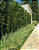Kit 10 Mudas de Podocarpo 40 a 70 cm Podocarpus Macrophyllus - Imagem 7