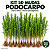 Kit 50 Mudas de Podocarpo 40 a 70 cm Podocarpus Macrophyllus - Imagem 1