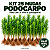 Kit 25 Mudas de Podocarpo de 40 a 70 cm – Raiz Nua para Cerca Viva - Imagem 1