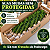 Kit 25 Mudas de Podocarpo de 40 a 70 cm – Raiz Nua para Cerca Viva - Imagem 2