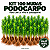 Kit 100 Mudas de Podocarpo de 40 a 70 cm – Raiz Nua - Imagem 1