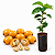 Muda de Café Catuaí Amarelo – Coffea arabica - Imagem 1