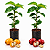 Kit 2 Mudas de Café Catuaí – 1 Vermelho + 1 Amarelo | Coffea arabica - Imagem 1