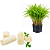Kit 10 Muda de Palmito - Juçara pupunha - Imagem 1