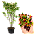Muda De Fruto Do Sanhaço - Atrai Pássaros -Clonada ja produz - Imagem 1