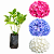 Kit Mudas de Hortênsia – Azul, Branca e Rosa- Clonada - Imagem 1